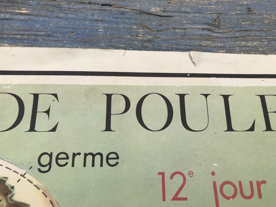 JUST ADDED - Vintage French School Poster Double-Sided Chicken And Egg On One Side, Hatching Butterfly On Other Editions Rossignol - Montmorillon (Vienne) [Photo 12]