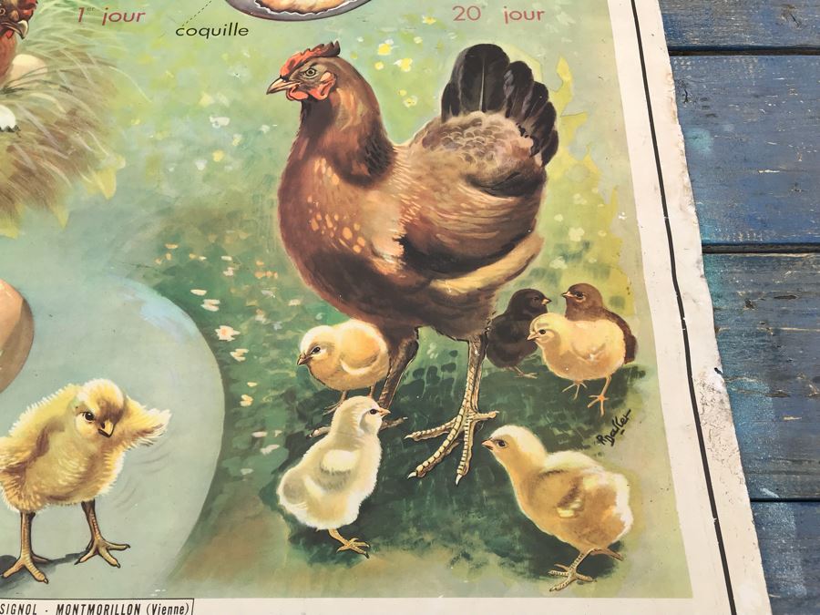 JUST ADDED - Vintage French School Poster Double-Sided Chicken And Egg On One Side, Hatching Butterfly On Other Editions Rossignol - Montmorillon (Vienne) [Photo 7]