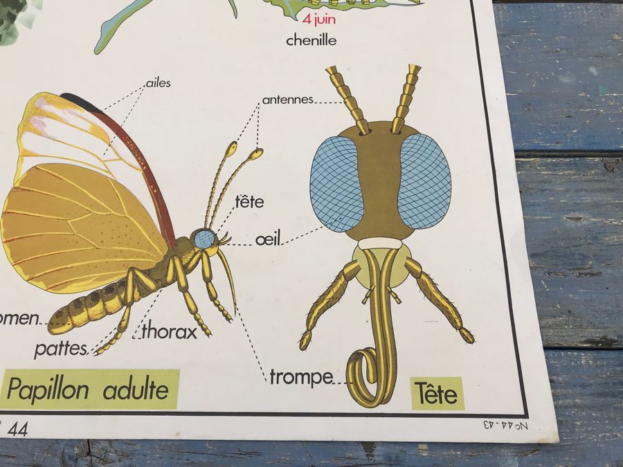 JUST ADDED - Vintage French School Poster Double-Sided Chicken And Egg On One Side, Hatching Butterfly On Other Editions Rossignol - Montmorillon (Vienne) [Photo 20]