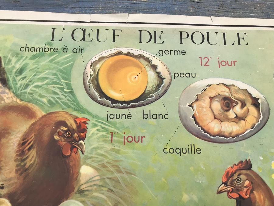 JUST ADDED - Vintage French School Poster Double-Sided Chicken And Egg On One Side, Hatching Butterfly On Other Editions Rossignol - Montmorillon (Vienne) [Photo 2]