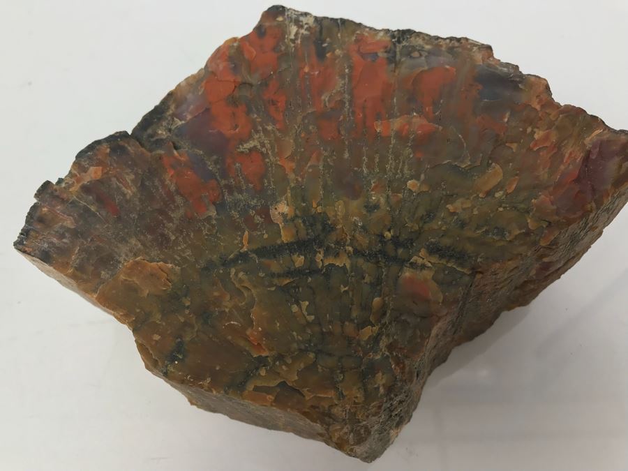 Piece Of Antique Petrified Wood 5'H [Photo 5]