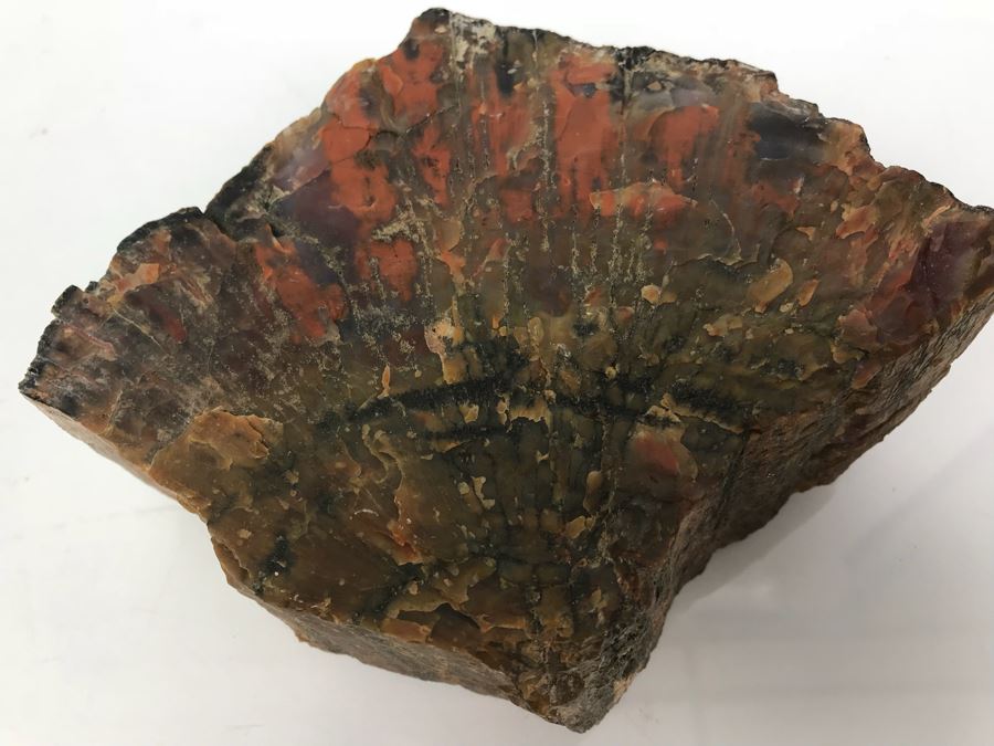 Piece Of Antique Petrified Wood 5'H [Photo 4]