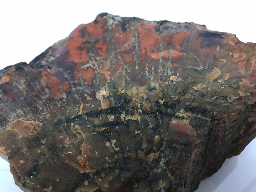 Piece Of Antique Petrified Wood 5'H [Photo 6]