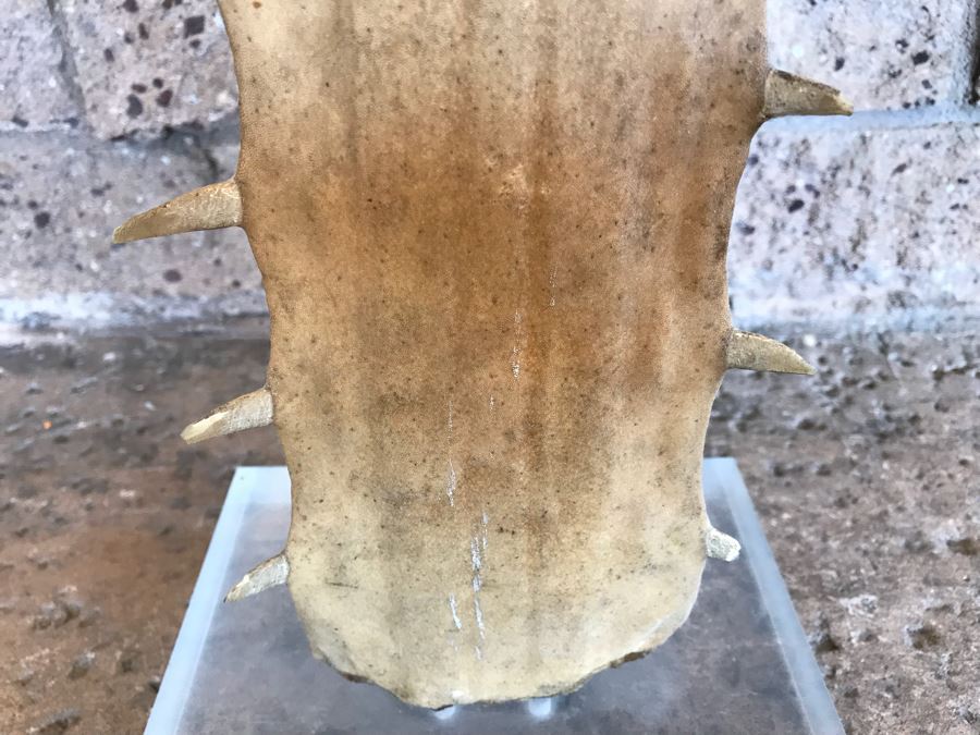 Vintage Sawfish Rostrum Taxidermy Sculpture On Lucite Base 35'H [Photo 6]