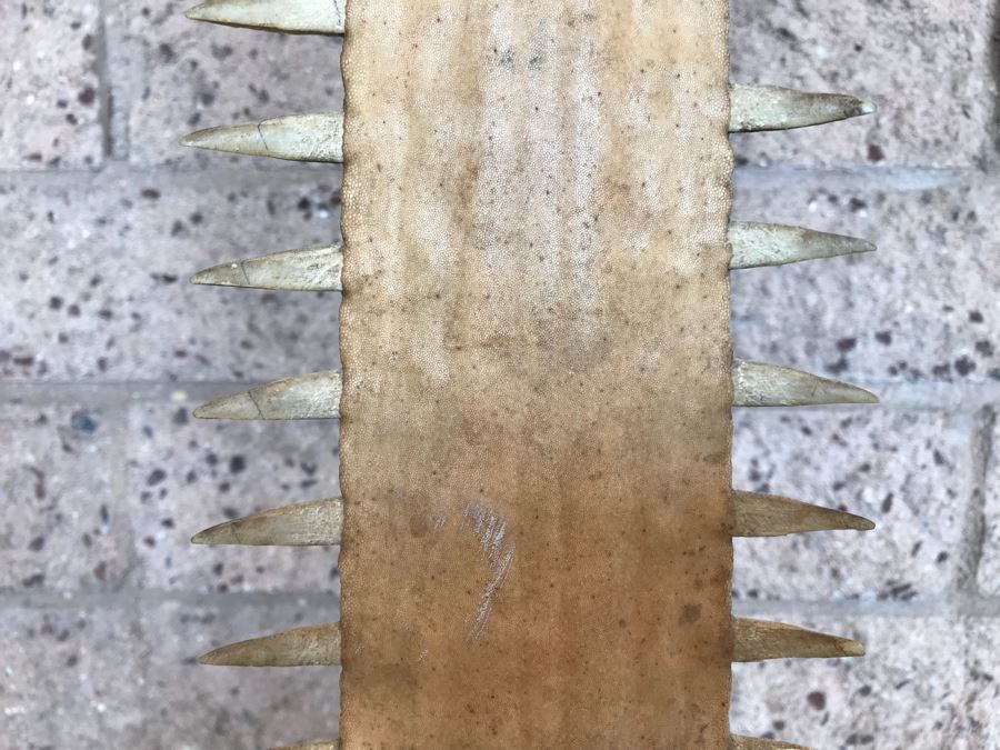 Vintage Sawfish Rostrum Taxidermy Sculpture On Lucite Base 35'H [Photo 4]