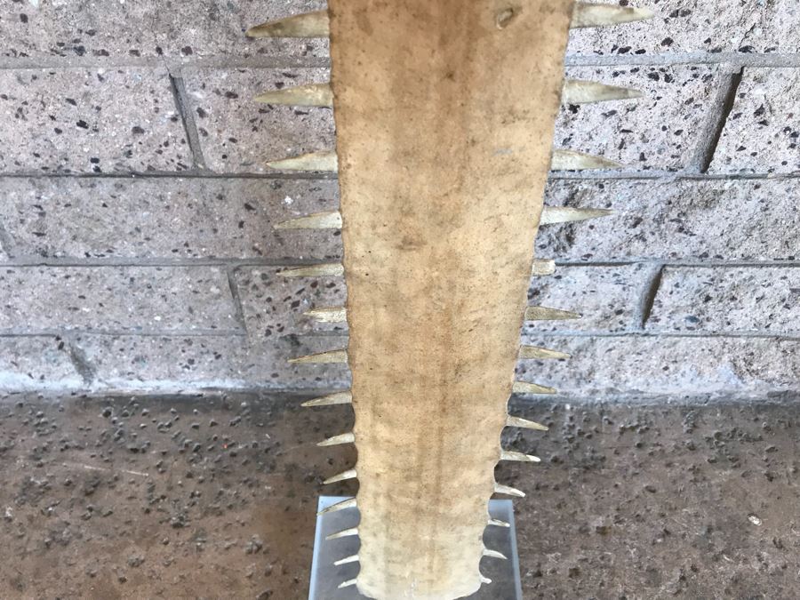 Vintage Sawfish Rostrum Taxidermy Sculpture On Lucite Base 35'H [Photo 5]