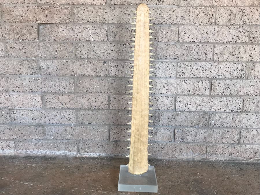 Vintage Sawfish Rostrum Taxidermy Sculpture On Lucite Base 35'H