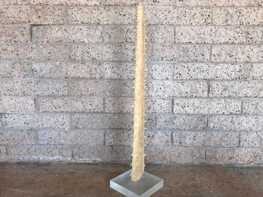Vintage Sawfish Rostrum Taxidermy Sculpture On Lucite Base 35'H [Photo 7]