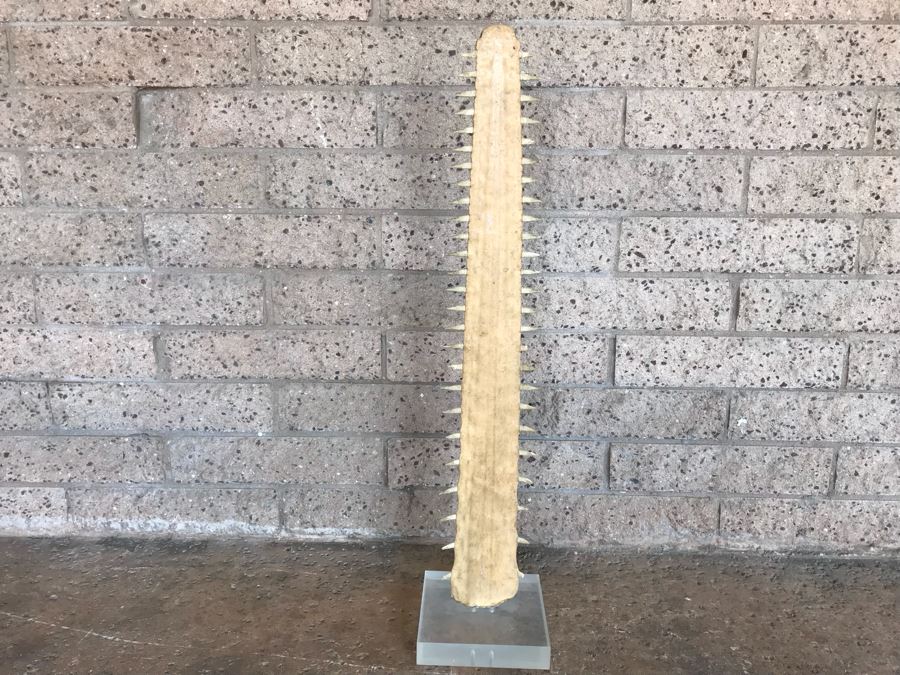 Vintage Sawfish Rostrum Taxidermy Sculpture On Lucite Base 35'H [Photo 2]