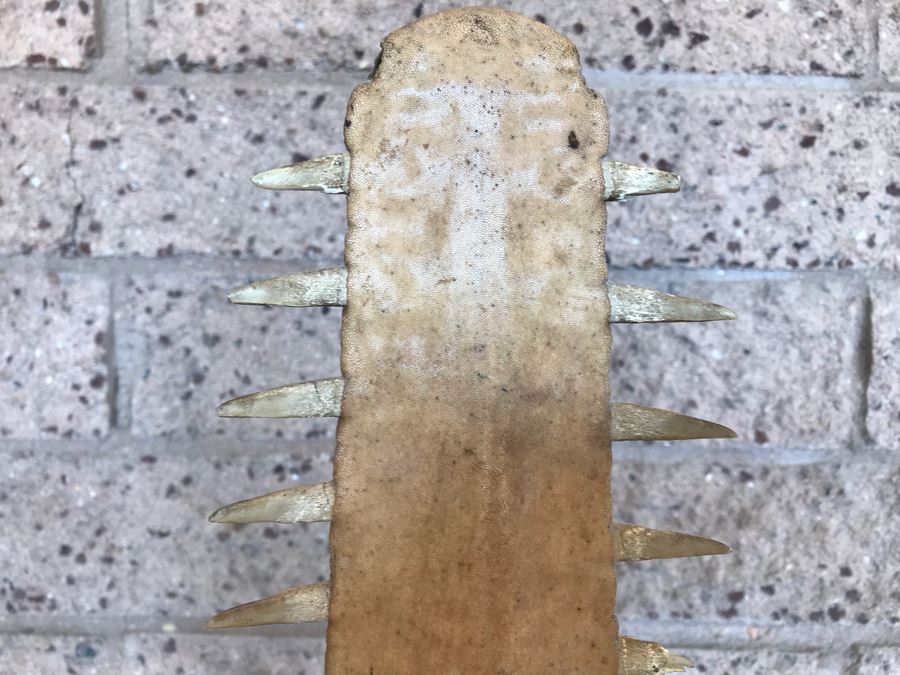 Vintage Sawfish Rostrum Taxidermy Sculpture On Lucite Base 35'H [Photo 3]
