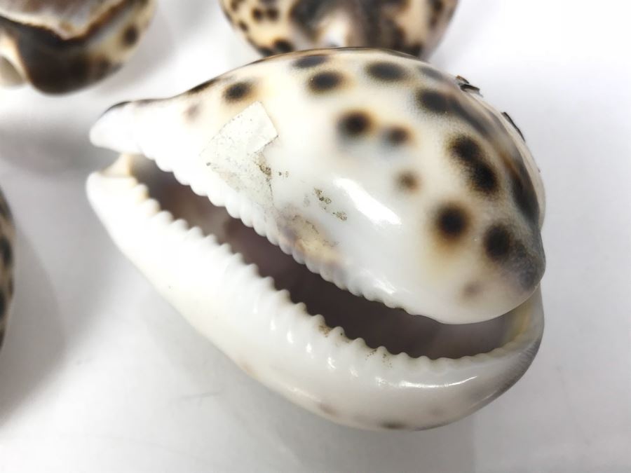 Collection Of (6) Carved Shells, Carved Wooden Horse And Carved Stone Turtle [Photo 14]