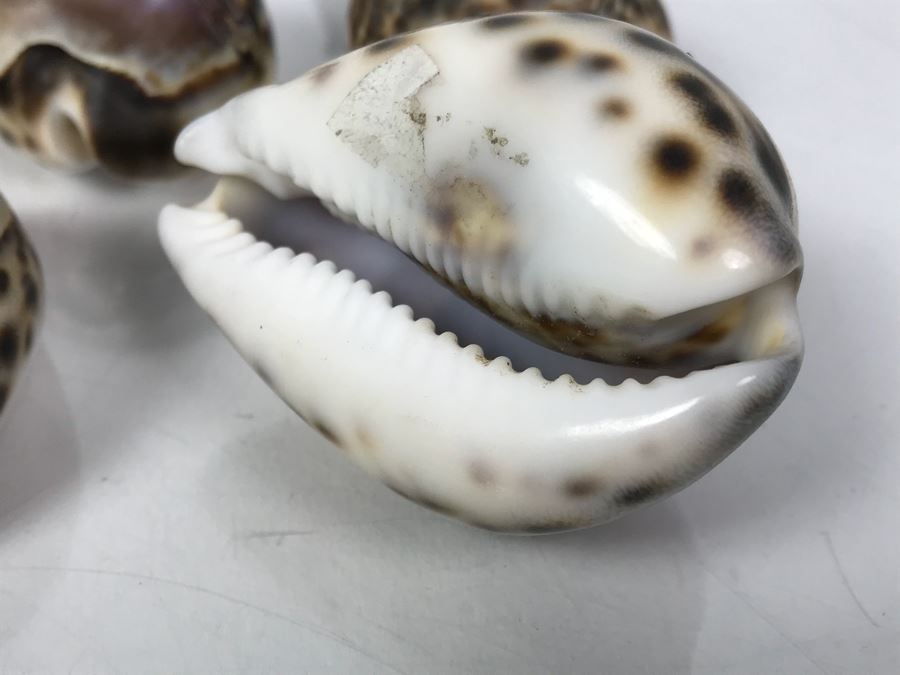 Collection Of (6) Carved Shells, Carved Wooden Horse And Carved Stone Turtle [Photo 15]