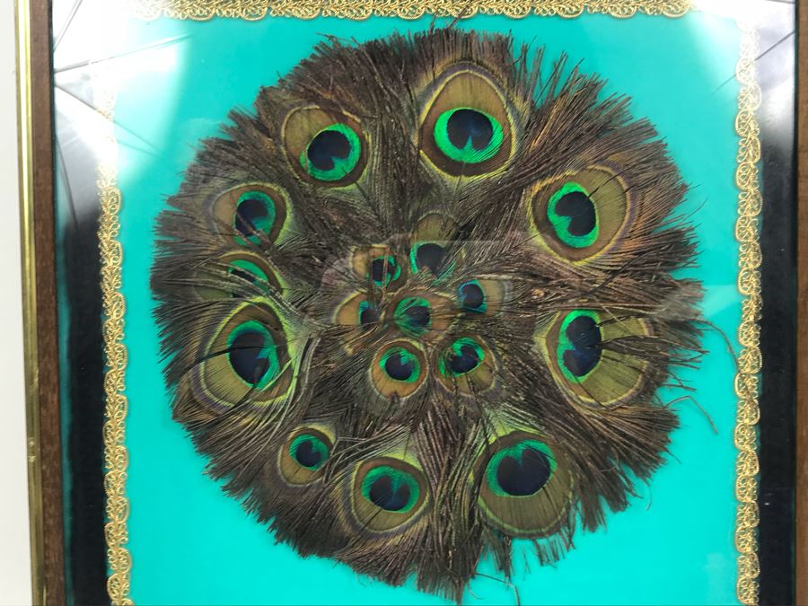Shadow Box Framed Peacock Feathers 17' X 17' [Photo 2]