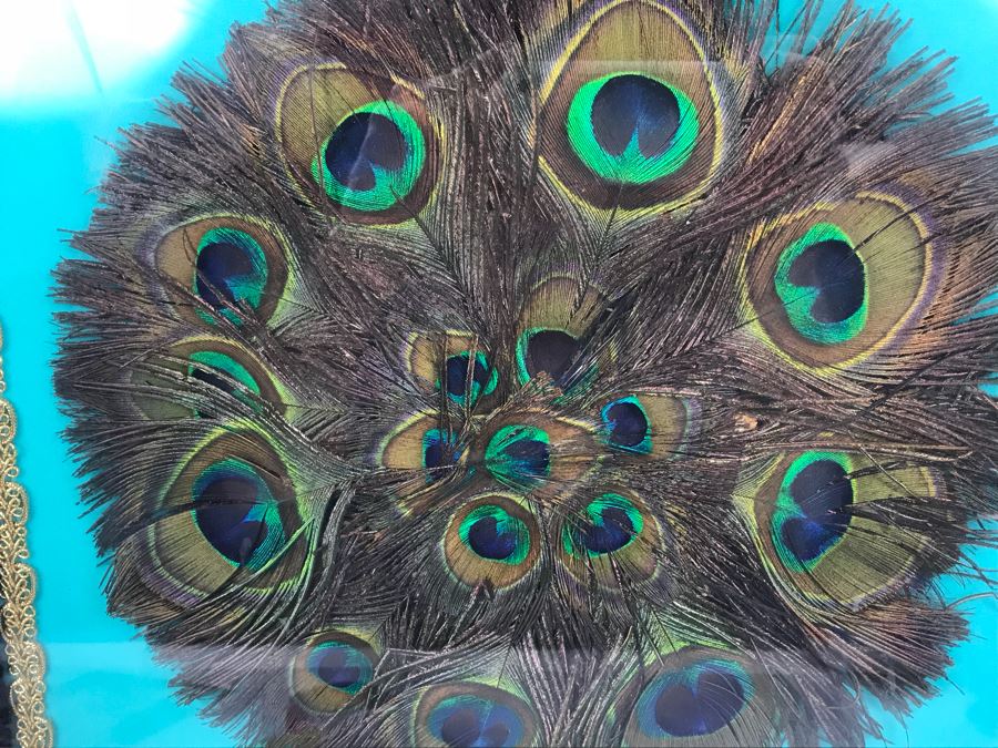 Shadow Box Framed Peacock Feathers 17' X 17' [Photo 4]
