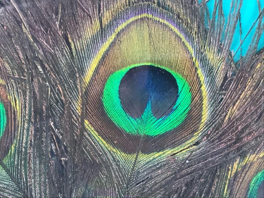 Shadow Box Framed Peacock Feathers 17' X 17' [Photo 3]