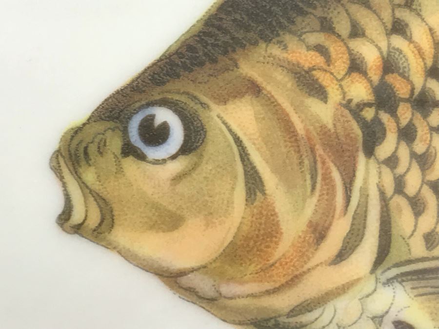 Set Of (5) Bareuther Waldsassen Bavaria-Germany Fish Plates [Photo 9]