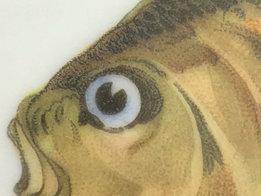 Set Of (5) Bareuther Waldsassen Bavaria-Germany Fish Plates [Photo 10]