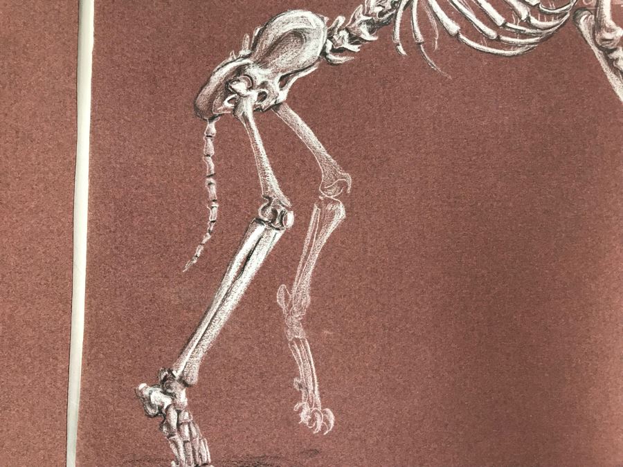 (3) Original Skeletal Drawings By Local Artist Bob Lee [Photo 10]