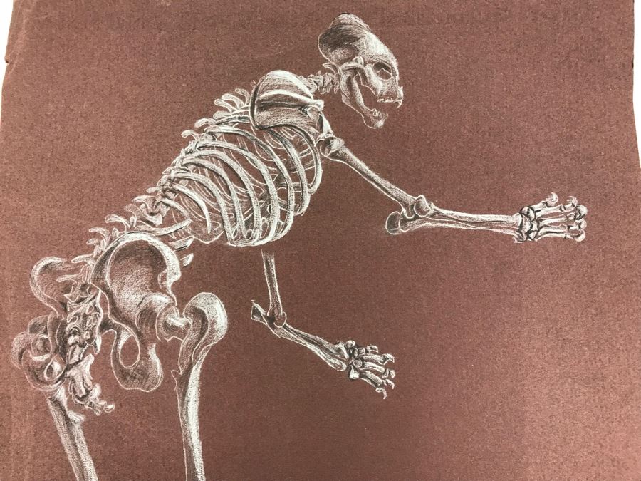 (3) Original Skeletal Drawings By Local Artist Bob Lee