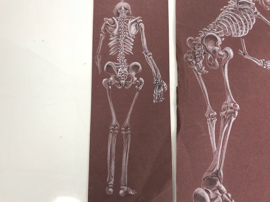 (3) Original Skeletal Drawings By Local Artist Bob Lee [Photo 6]