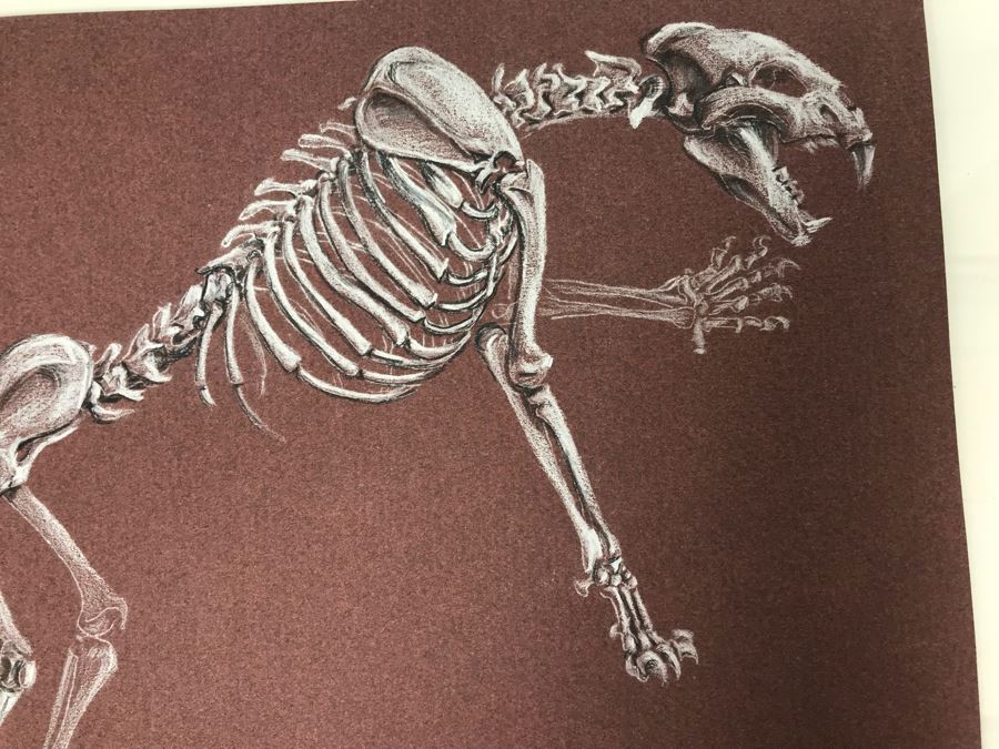 (3) Original Skeletal Drawings By Local Artist Bob Lee