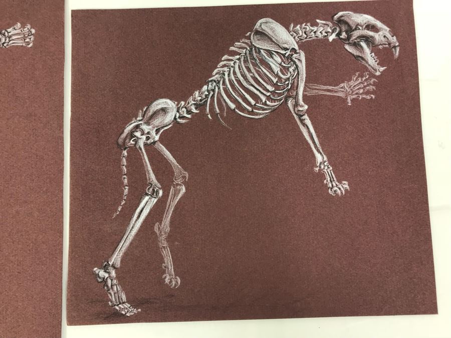 (3) Original Skeletal Drawings By Local Artist Bob Lee