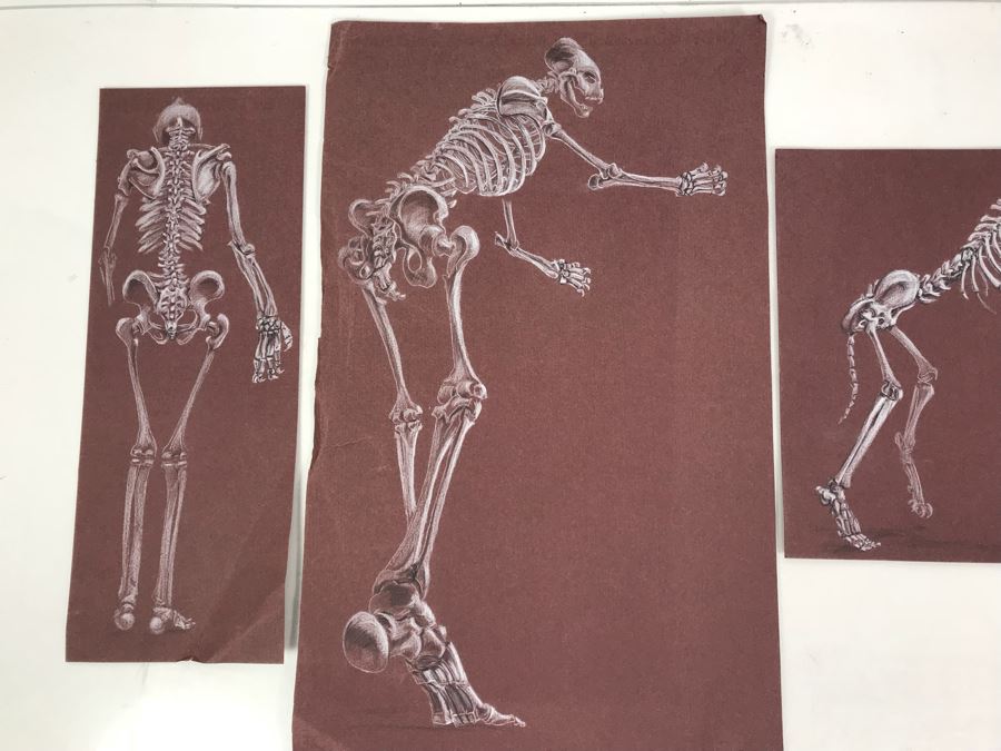 (3) Original Skeletal Drawings By Local Artist Bob Lee [Photo 2]