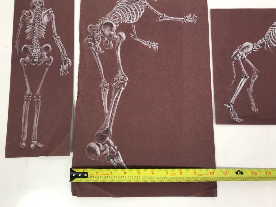 (3) Original Skeletal Drawings By Local Artist Bob Lee [Photo 12]