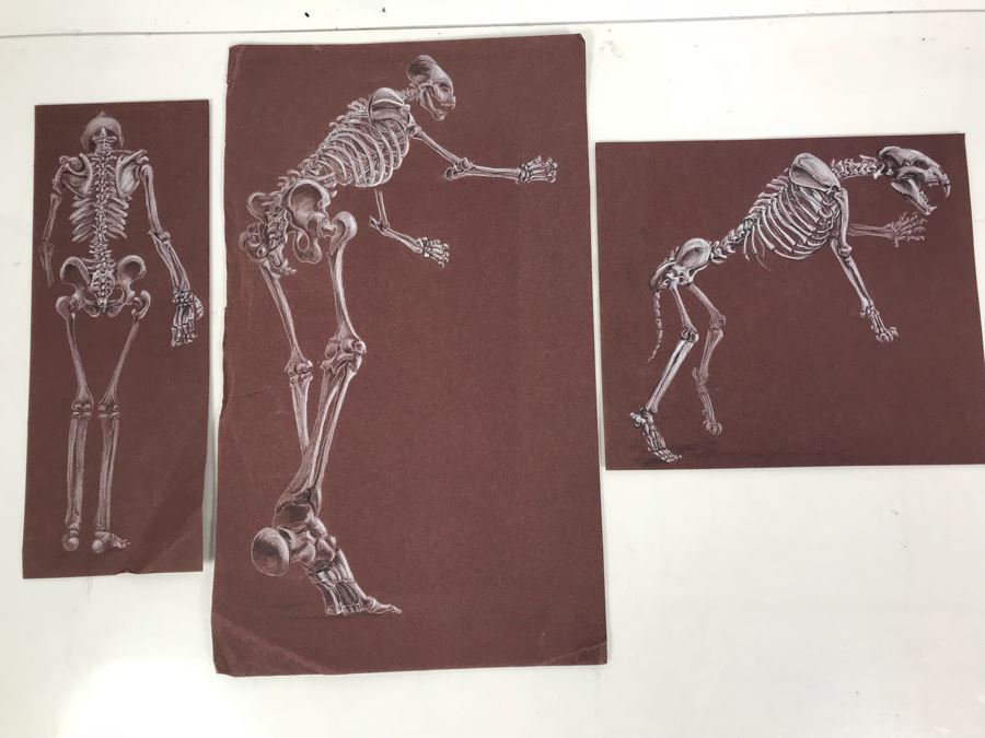 (3) Original Skeletal Drawings By Local Artist Bob Lee [Photo 1]