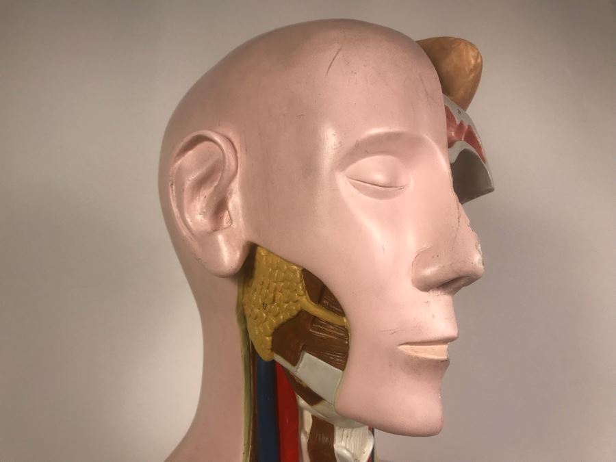 Cenco Central Scientific Anatomical Medical Life Size Mannequin With Pullout Organs Human Body Model For Medical Students Missing Some Organs [Photo 12]