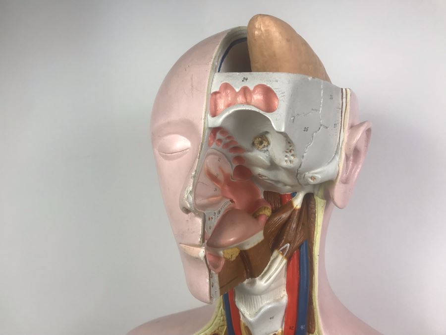 Cenco Central Scientific Anatomical Medical Life Size Mannequin With Pullout Organs Human Body Model For Medical Students Missing Some Organs [Photo 2]