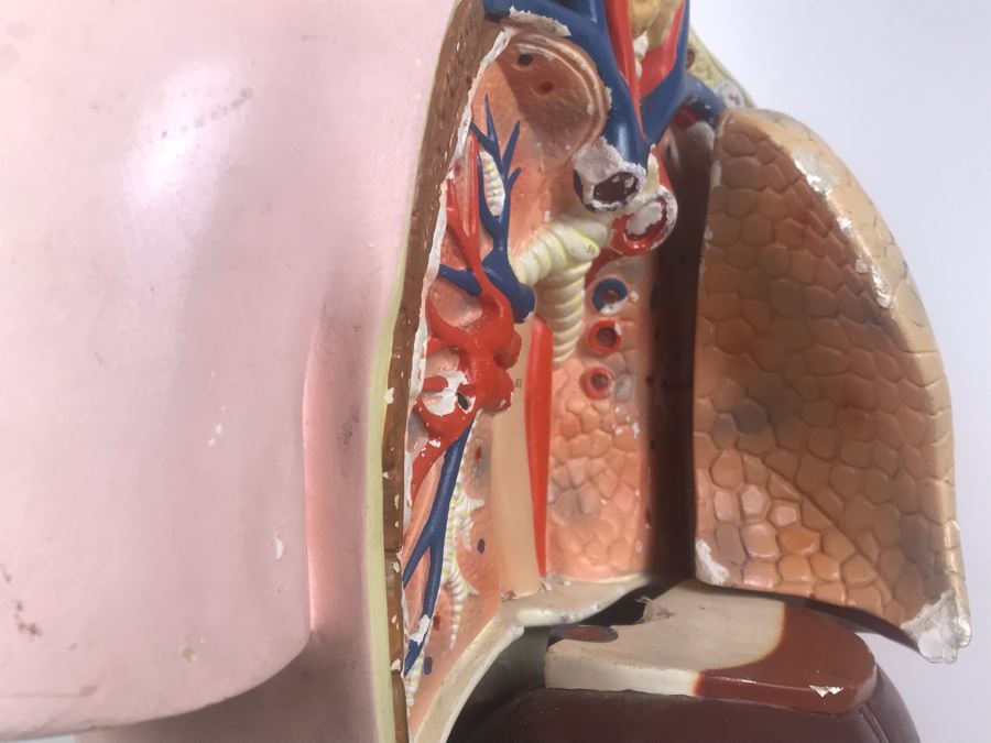 Cenco Central Scientific Anatomical Medical Life Size Mannequin With Pullout Organs Human Body Model For Medical Students Missing Some Organs [Photo 16]