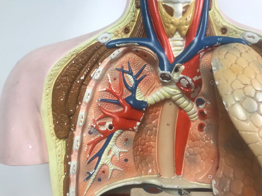 Cenco Central Scientific Anatomical Medical Life Size Mannequin With Pullout Organs Human Body Model For Medical Students Missing Some Organs [Photo 10]