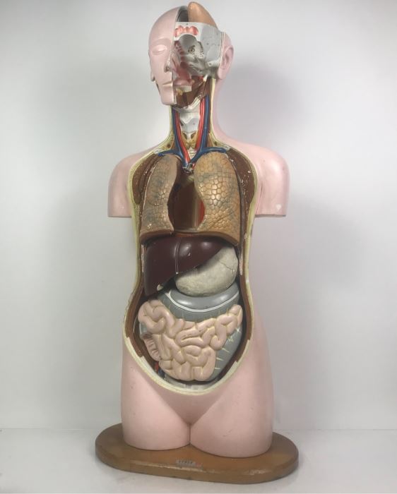 Cenco Central Scientific Anatomical Medical Life Size Mannequin With Pullout Organs Human Body Model For Medical Students Missing Some Organs