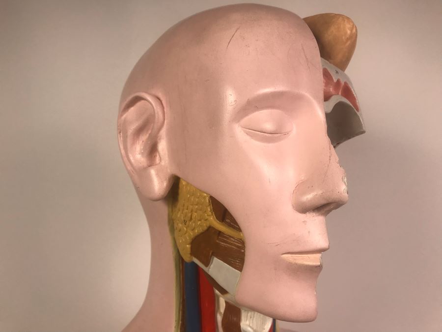 Cenco Central Scientific Anatomical Medical Life Size Mannequin With Pullout Organs Human Body Model For Medical Students Missing Some Organs [Photo 11]