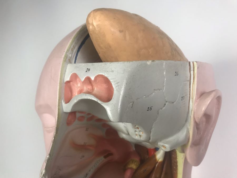 Cenco Central Scientific Anatomical Medical Life Size Mannequin With Pullout Organs Human Body Model For Medical Students Missing Some Organs [Photo 4]