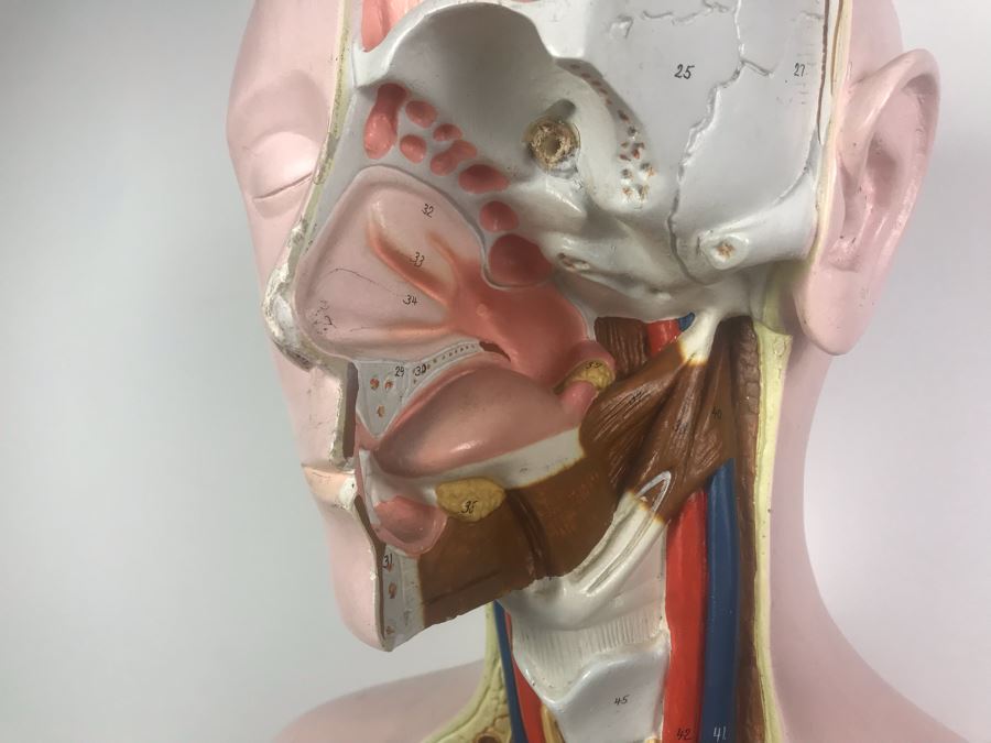 Cenco Central Scientific Anatomical Medical Life Size Mannequin With Pullout Organs Human Body Model For Medical Students Missing Some Organs [Photo 3]