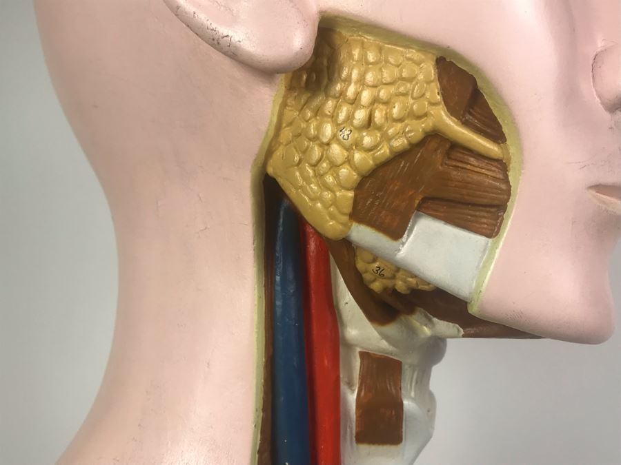 Cenco Central Scientific Anatomical Medical Life Size Mannequin With Pullout Organs Human Body Model For Medical Students Missing Some Organs [Photo 17]