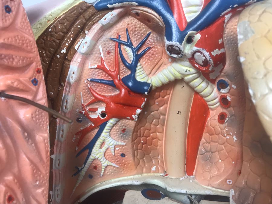 Cenco Central Scientific Anatomical Medical Life Size Mannequin With Pullout Organs Human Body Model For Medical Students Missing Some Organs [Photo 9]