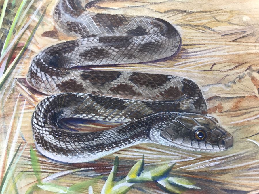 Original Painting Of Snake Approaching Mouse On Paper By Barbara Clark 14.5' X 19' [Photo 4]