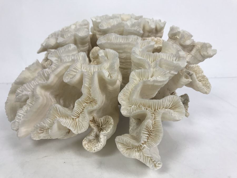 Organic White Coral Natural Sculpture 11' W X 11'D [Photo 2]