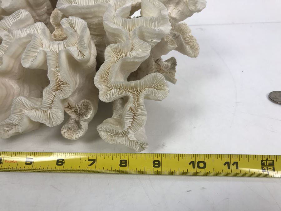 Organic White Coral Natural Sculpture 11' W X 11'D [Photo 7]
