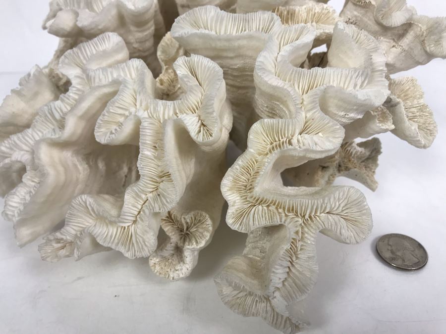 Organic White Coral Natural Sculpture 11' W X 11'D [Photo 5]