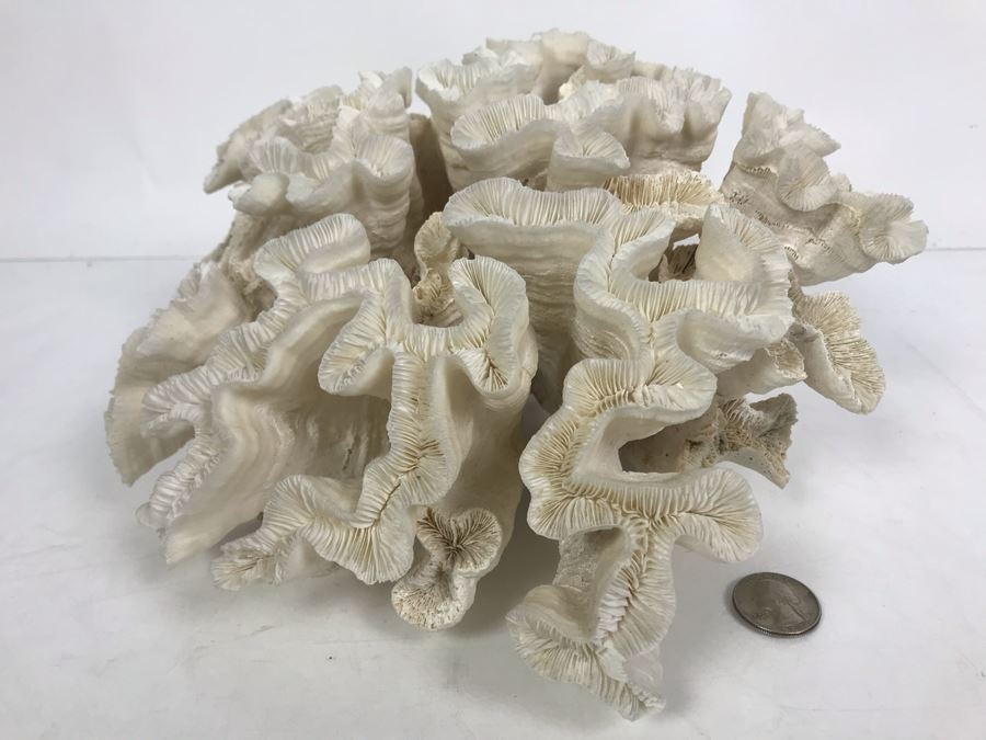 Organic White Coral Natural Sculpture 11' W X 11'D [Photo 1]