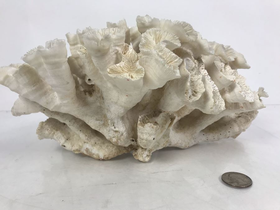 Organic White Coral Natural Sculpture 11' W X 11'D [Photo 6]