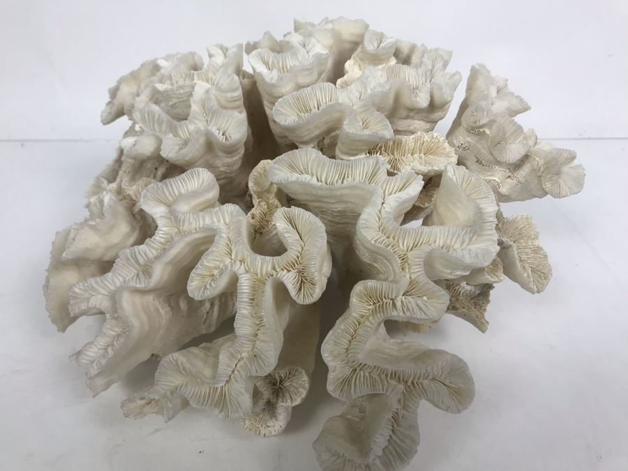 Organic White Coral Natural Sculpture 11' W X 11'D [Photo 3]