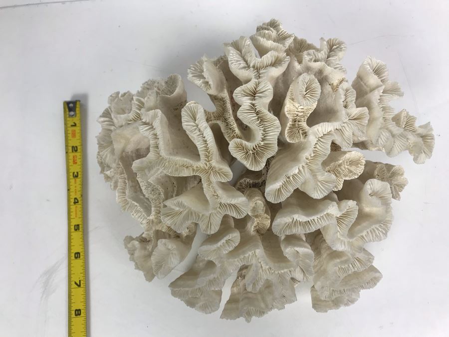 Organic White Coral Natural Sculpture 11' W X 11'D [Photo 8]