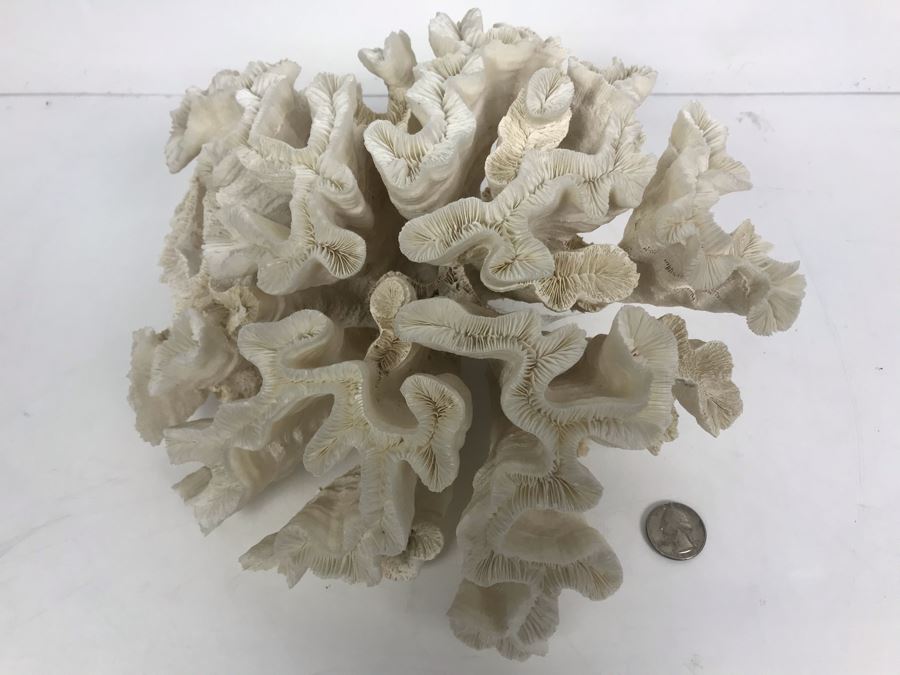 Organic White Coral Natural Sculpture 11' W X 11'D [Photo 4]