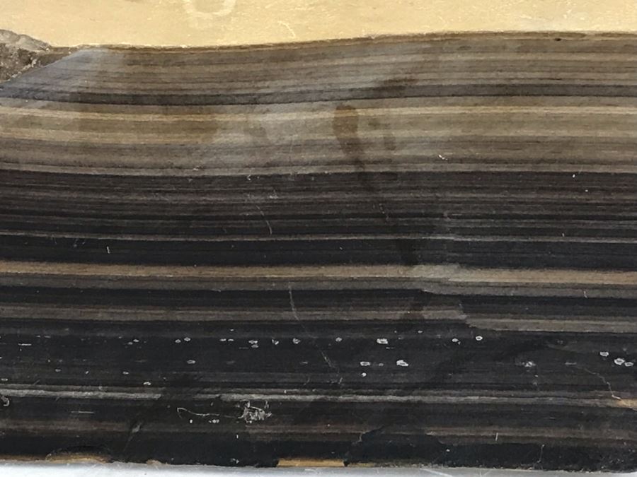 Set Of (4) Ancient Rocks Including Rock Embedded With Fossils [Photo 22]