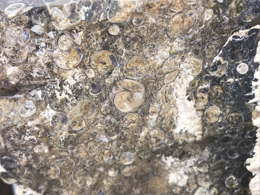 Set Of (4) Ancient Rocks Including Rock Embedded With Fossils [Photo 8]